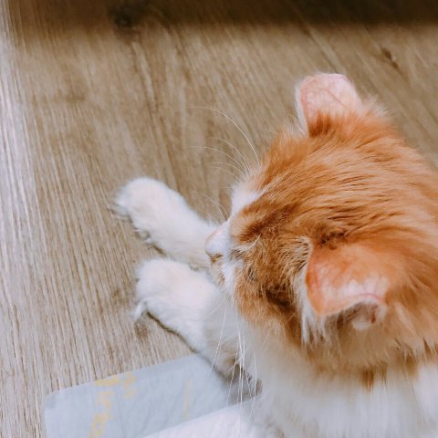 돈이 없으면 동물을 키우면 안된다는 걸 알았음 | 인스티즈