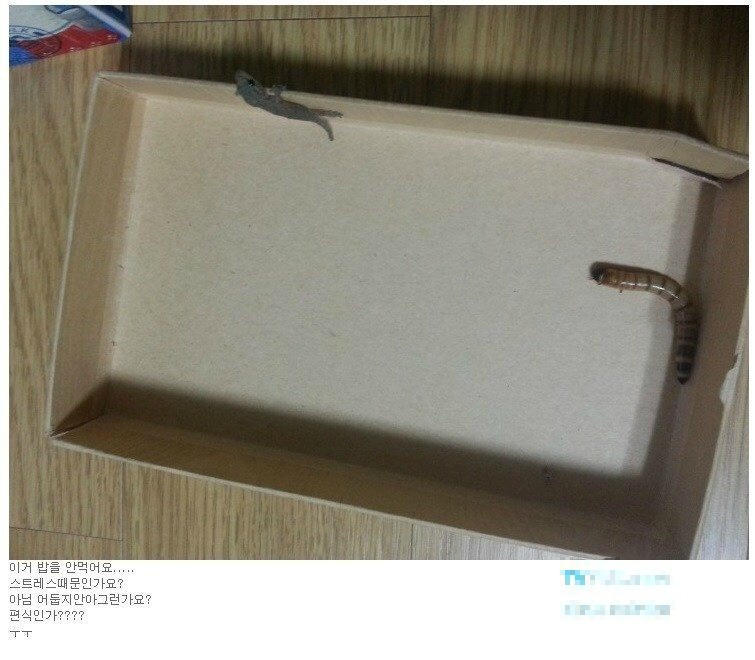도마뱀이 먹이를 안먹어 걱정인 주인 | 인스티즈