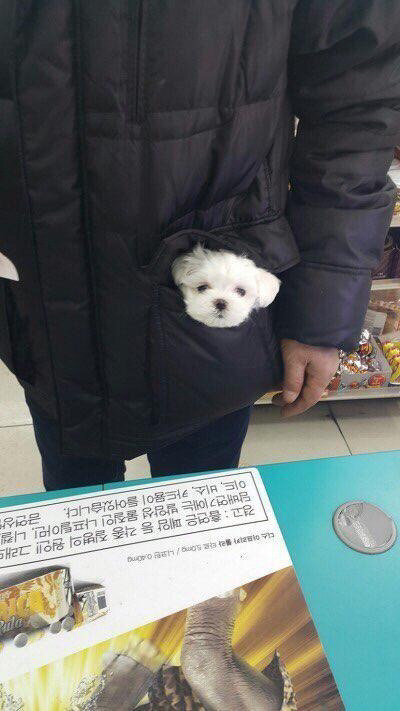 이래도 댕댕이가 아닙니까 | 인스티즈