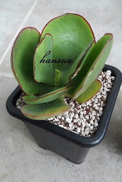 아방궁 이미지