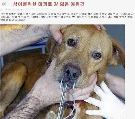 상어를 위한 미끼로 길 읽은 애완견 사용 (혐오주의) | 인스티즈