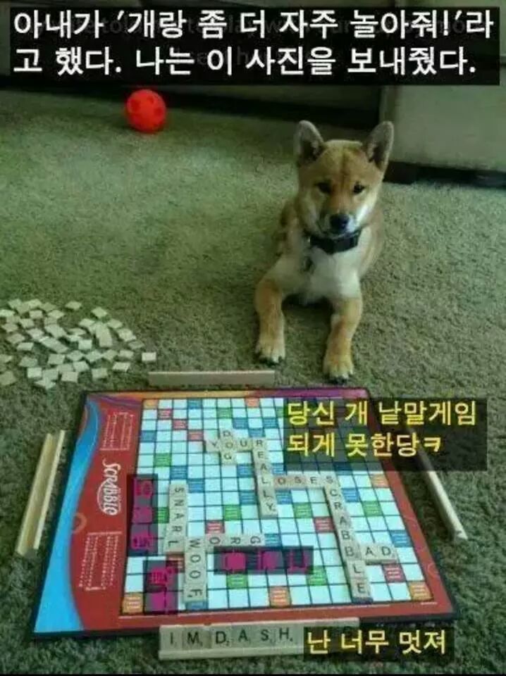 강아지들을 키우고 싶은 이유 | 인스티즈