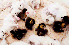 오리와 냥이.gif | 인스티즈