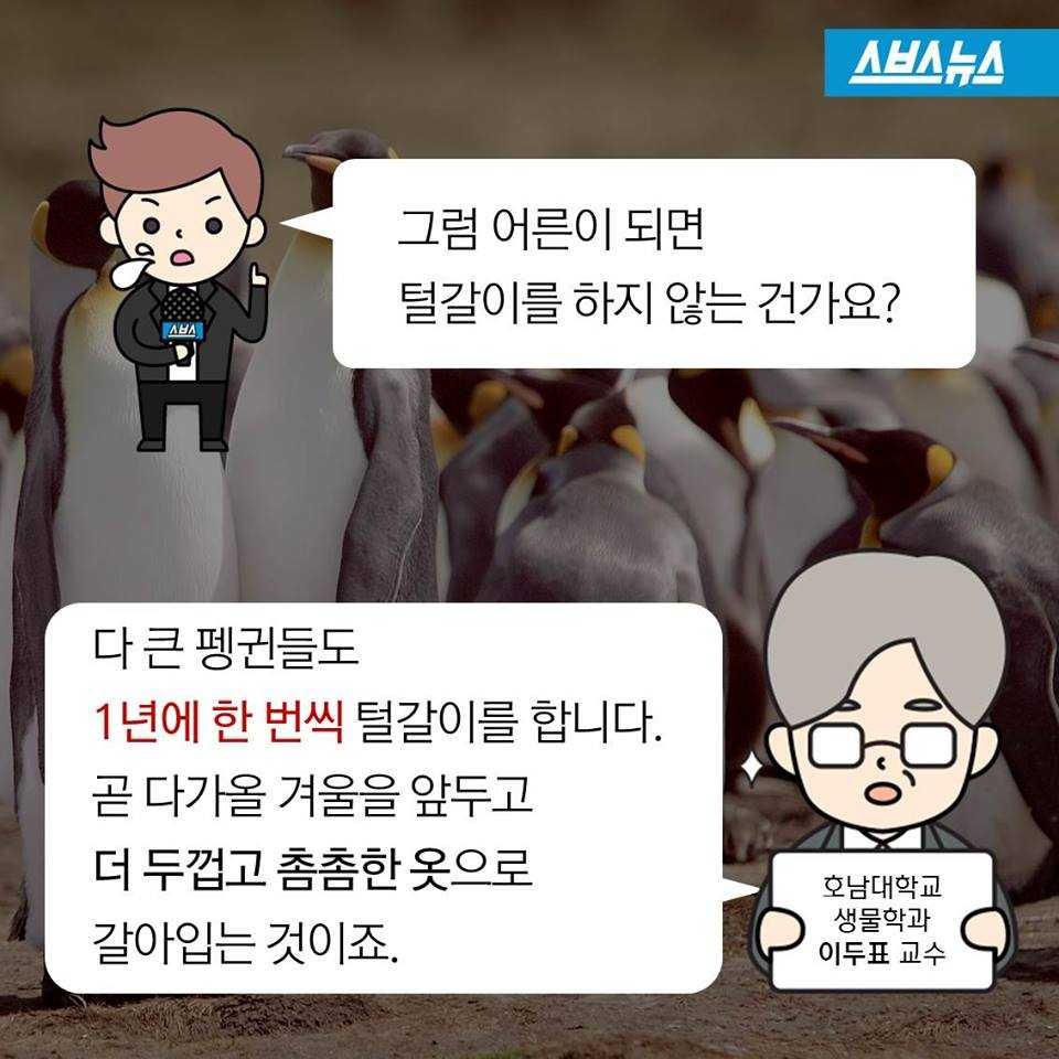 펭귄에게 벌어지는 일들 | 인스티즈