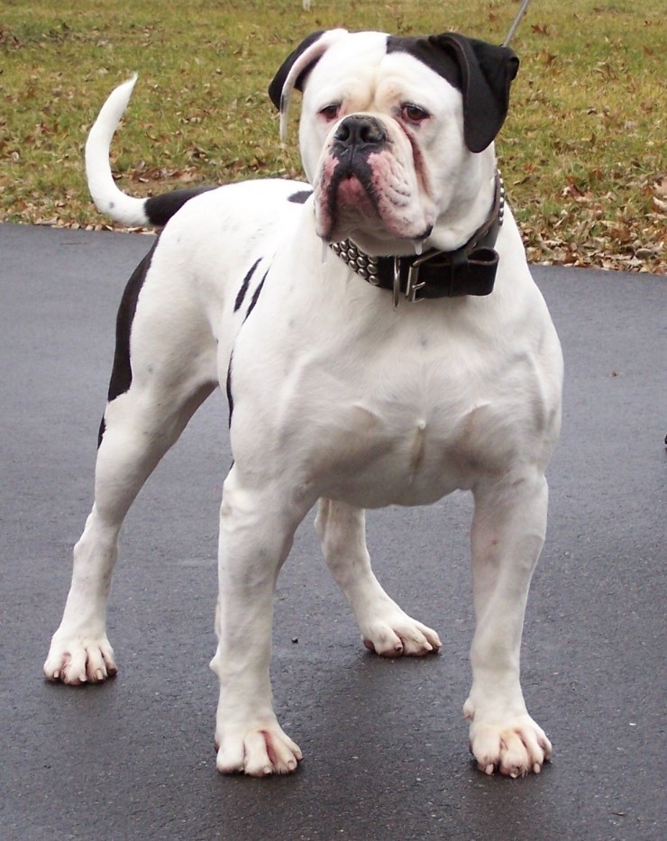 불독(bulldog) 이미지