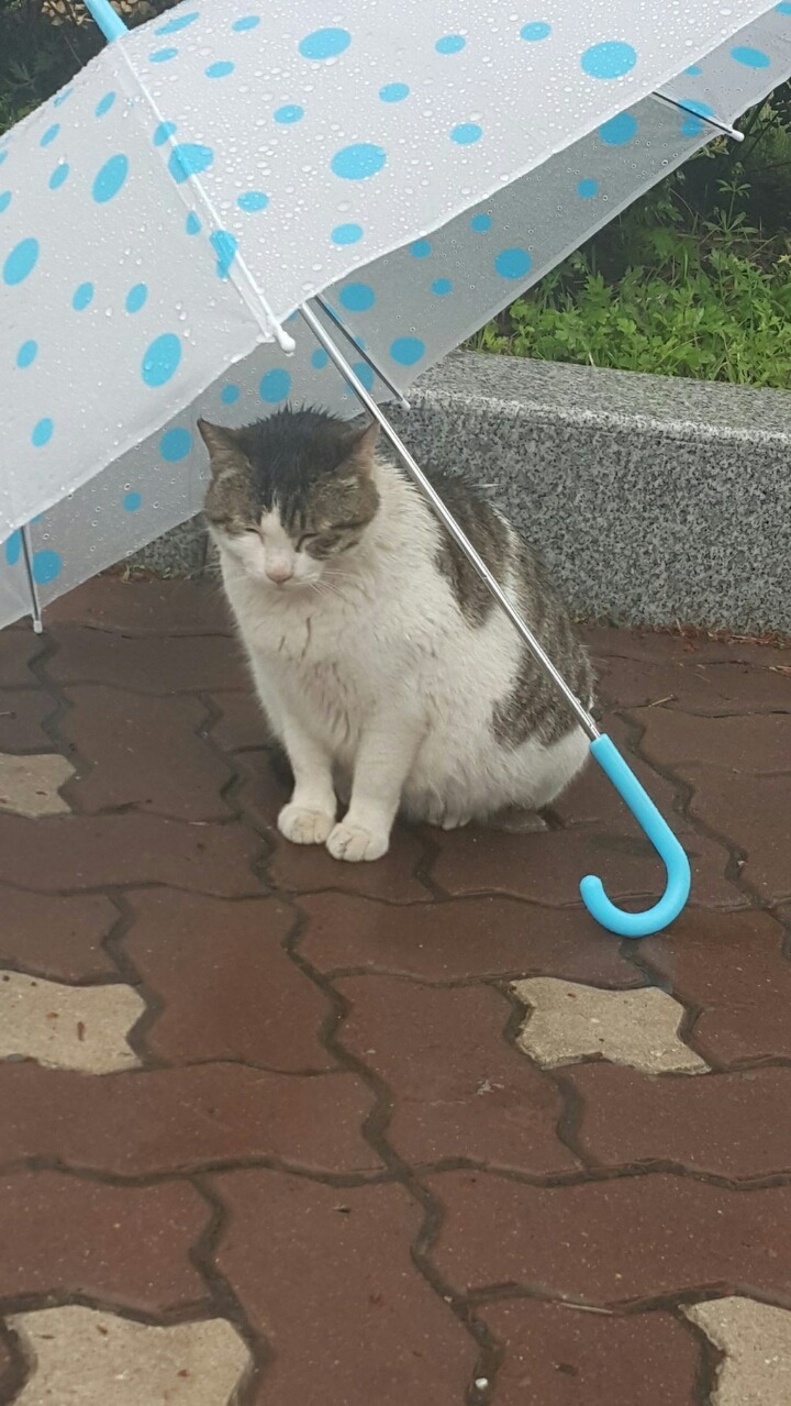 길고양이에게 우산을.. | 인스티즈