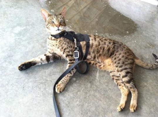 세상에서 가장 크고 비싼 고양이 중 하나인 사바나 고양이에 대하여 | 인스티즈