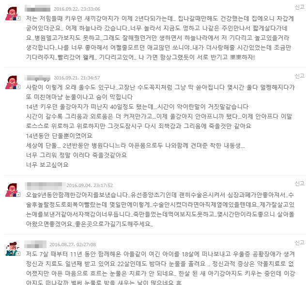 펫로스 증후군을 앓고 있는 사람들 | 인스티즈