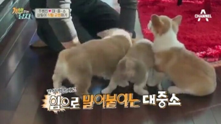 [개밥주는남자] 웰시코기 삼둥이 대중소 식탐고치기 (feat.갓형욱) | 인스티즈