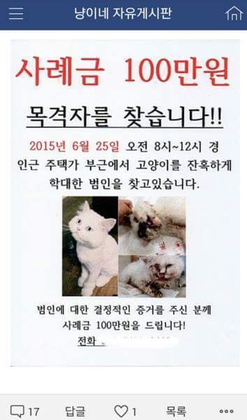 집 나간 고양이가 안구가 척출되어 돌아왔습니다 (사진 주의) | 인스티즈