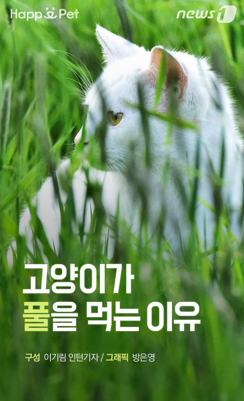 고양이가 풀을 먹는 이유 | 인스티즈