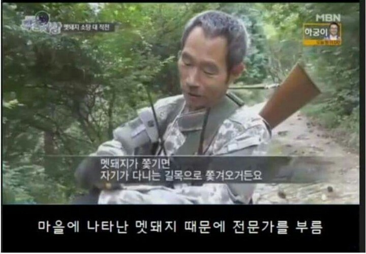 맷돼지 전문 사냥개의 위엄.jpg | 인스티즈