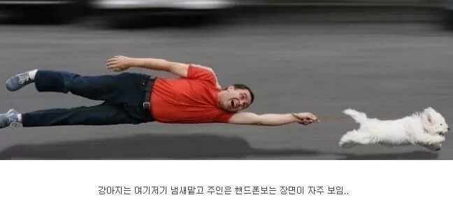 강아지 산책 공감 갑 | 인스티즈