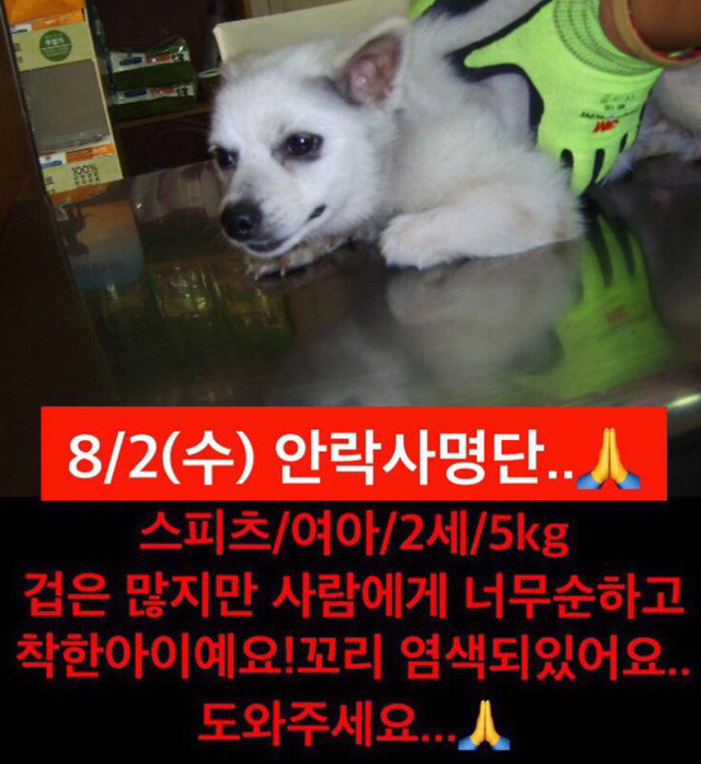 곧 안락사 될 강아지랑 방사 될 고양이 봐줘ㅜㅜ | 인스티즈