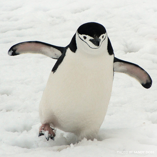조금 생소할 수 있는 남극 펭귄들의 습성에 대해 알아보자.jpgif | 인스티즈