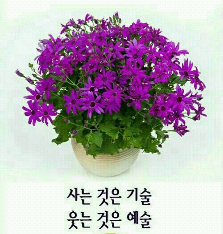 아름다운꽃세상 이미지