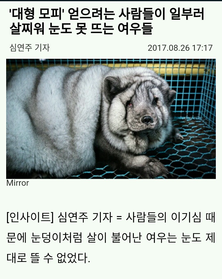 대형모피 얻으려는 사람들이 일부러 살찌워 눈도 못 뜨는 여우들 | 인스티즈