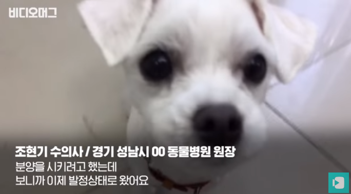 폭염 속 버려진 똘똘이가 모니로 개명한 사연 | 인스티즈