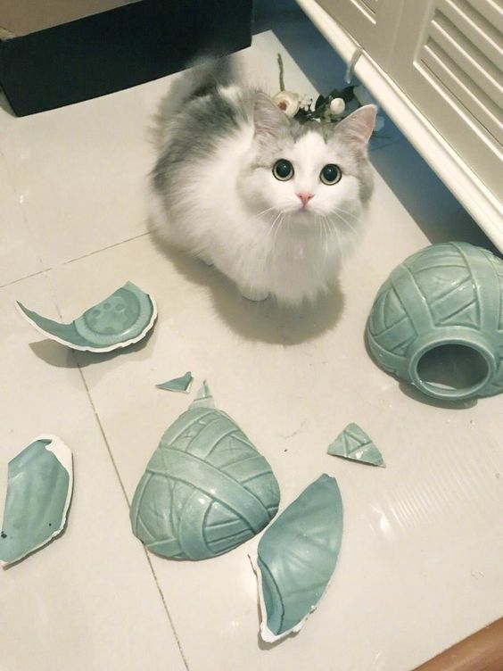 고양이가 다가와서 지긋이 바라볼뿐인 사진.jpg | 인스티즈
