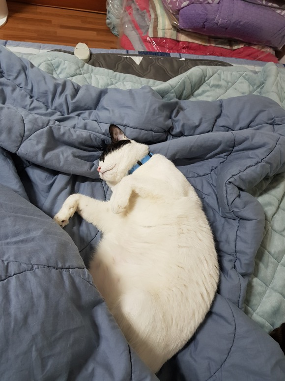  우리 이쁜 고양이 자랑 2 | 인스티즈