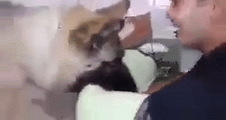 반려견의 마지막을 함께 하는 주인.gif | 인스티즈