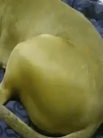 궁디 만질때 댕댕이 반응.gif | 인스티즈