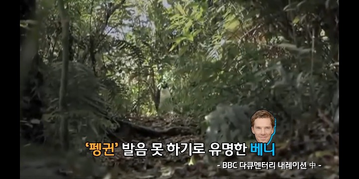펭귄 발음 안 되는 베네딕트 컴버배치(닥터 스트레인지) | 인스티즈