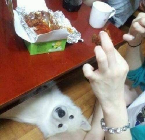 개가 치킨 먹고 싶어하는 만화 | 인스티즈