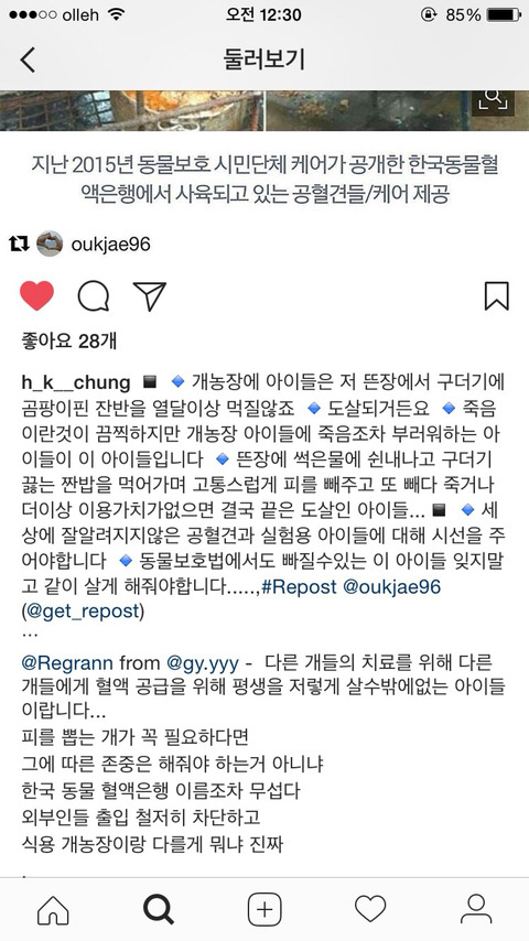 평생 피뽑다가 도살당하는 공혈견에 대해 알고있어? | 인스티즈