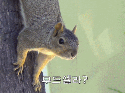 세상에서 가장오랫동안 생존한 나무 | 인스티즈