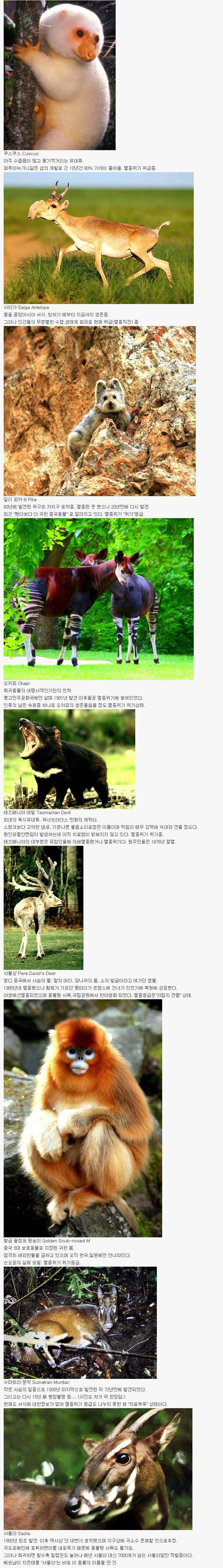 당신이 처음 봤을 수도 있는 희귀동물들 50종.list | 인스티즈