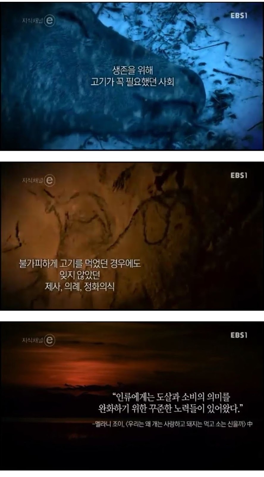 돼지에 대한 편견과 오해.jpg | 인스티즈
