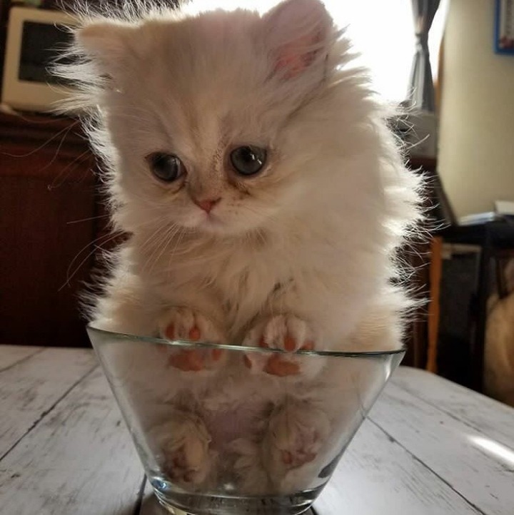 히말라얀 고양이.jpg | 인스티즈