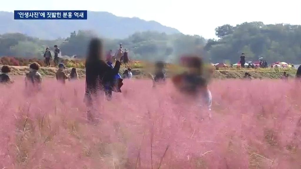 인생사진에 짓밟힌 분홍 억새.jpg | 인스티즈
