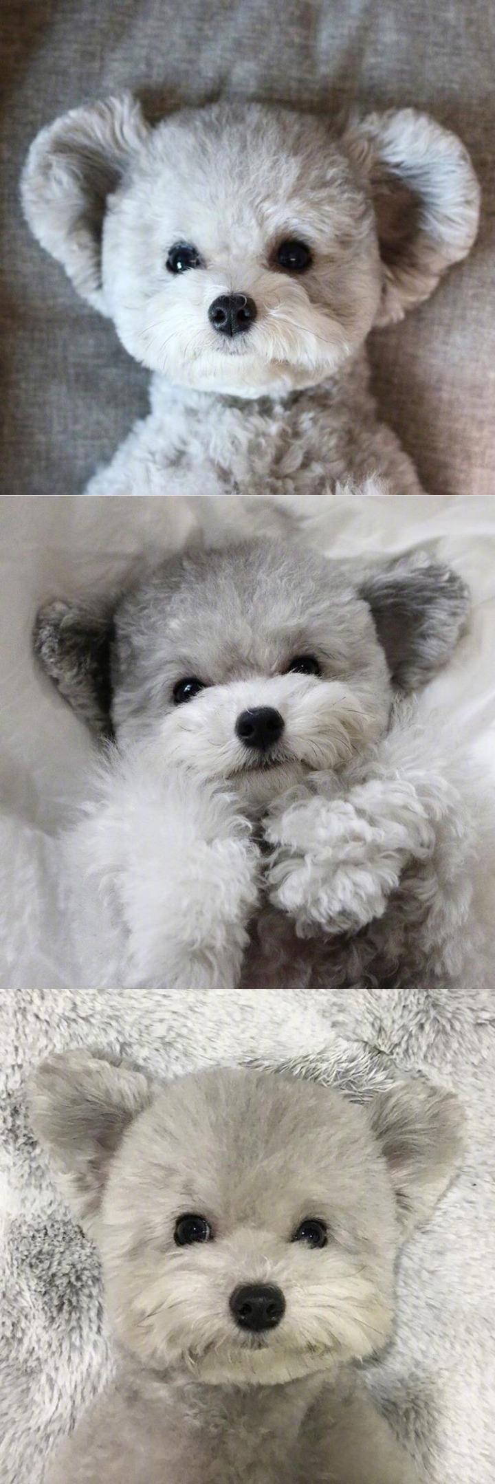 인형으로 자주 오해받는다는 실버푸들...jpg | 인스티즈