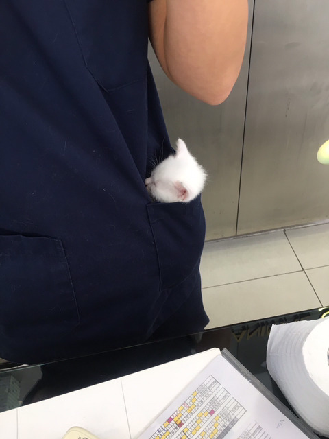 동물병원 시선강탈냥 | 인스티즈
