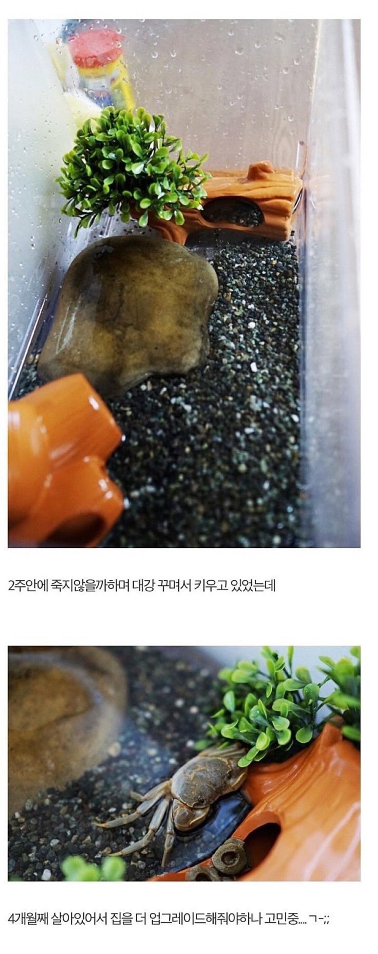 게 키우는 사람 | 인스티즈