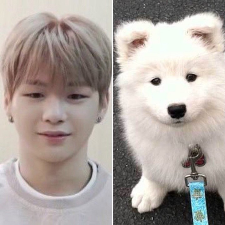 강아지중에 가장 사람닮은듯한 강다니엘 사진모음.jpg | 인스티즈