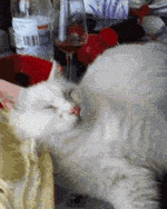 고양이&강아지 깨우는 법.gif | 인스티즈