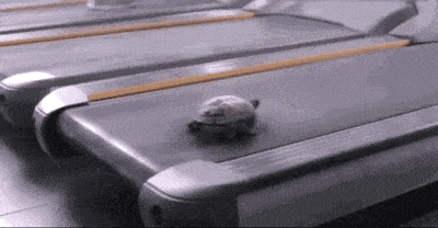 그냥 거북이와 통조림 먹은 거북이.gif | 인스티즈