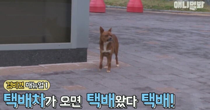 새끼는 사람한테 맡기고 아파트 경비서는 개 | 인스티즈