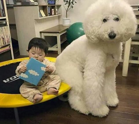 사랑스러운 애깅이들 | 인스티즈
