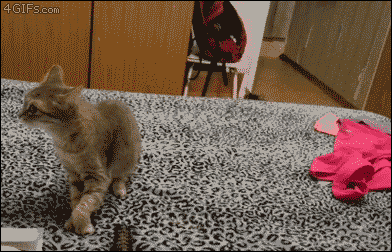 고양이 재채기.gif | 인스티즈