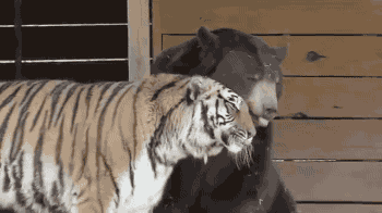 같이 자라서 사이 좋은 호랑이와 곰.gif | 인스티즈