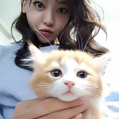 인터넷에서 자주 보던 고양이짤 주인공 | 인스티즈