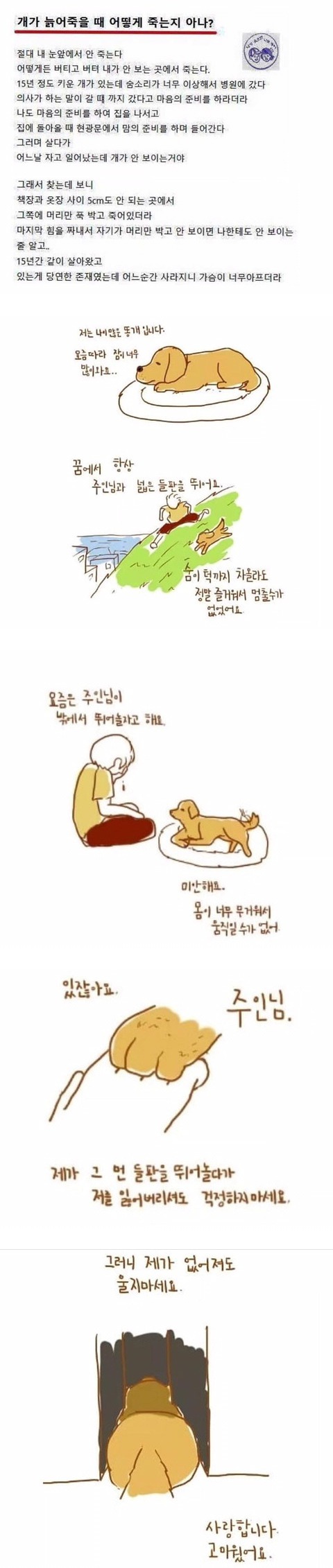 개가 늙어죽을 때 어떻게 죽는지 아나? | 인스티즈