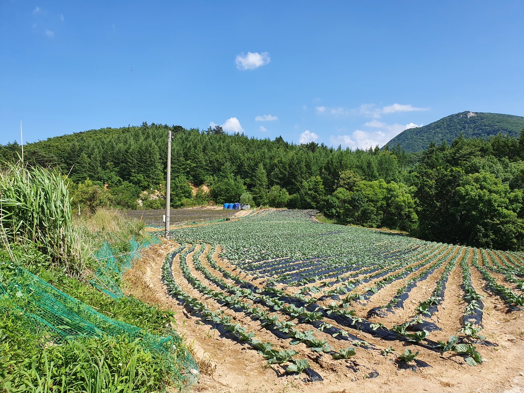 정상 정자 이미지