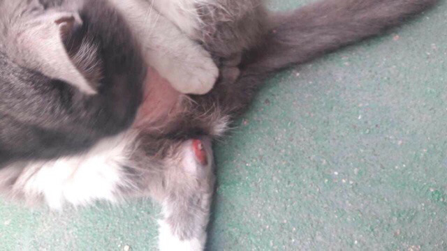 다친 고양이 한번씩만 봐주라..!! 아직도 후원 중이야! | 인스티즈
