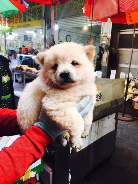 고양이한테 맞고 우는 댕댕이.jpg | 인스티즈