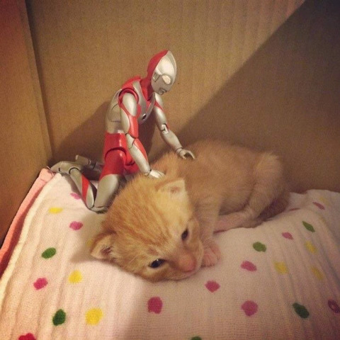 울트라맨과 고양이 | 인스티즈